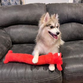 MultiPet Loofa Asst Colors 18"