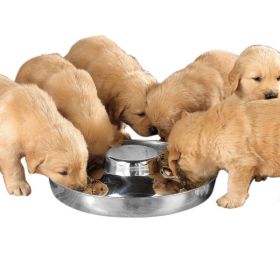 ProSelect Puppy Dish 14.5In